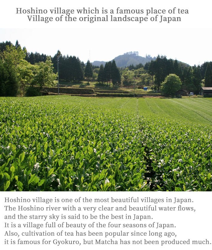 Hoshino Seicha Yame Matcha Seiju Ceremonial Grade Premium Matcha 20g Japan