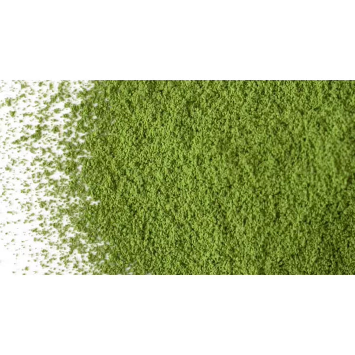 SAIJOEN by AIYA Seisho no Mukashi Nishio Matcha for Koicha