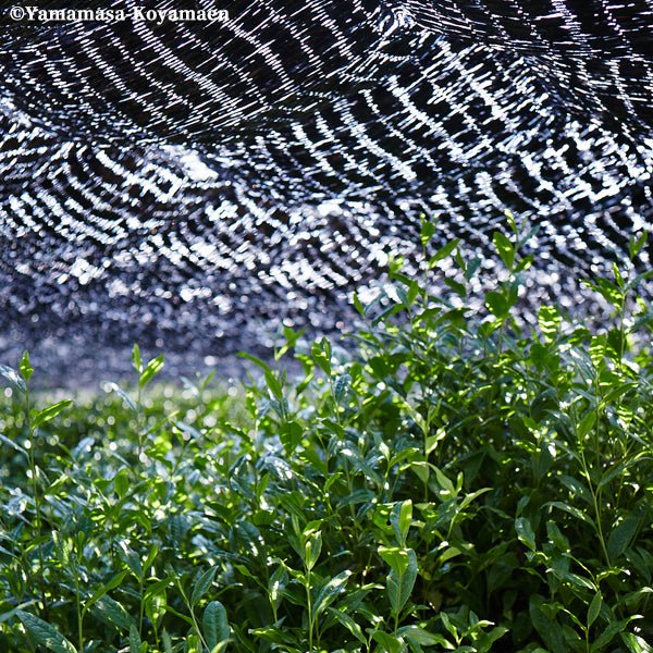 Matcha Shikibu no Mukashi Yamamasa Koyamaen