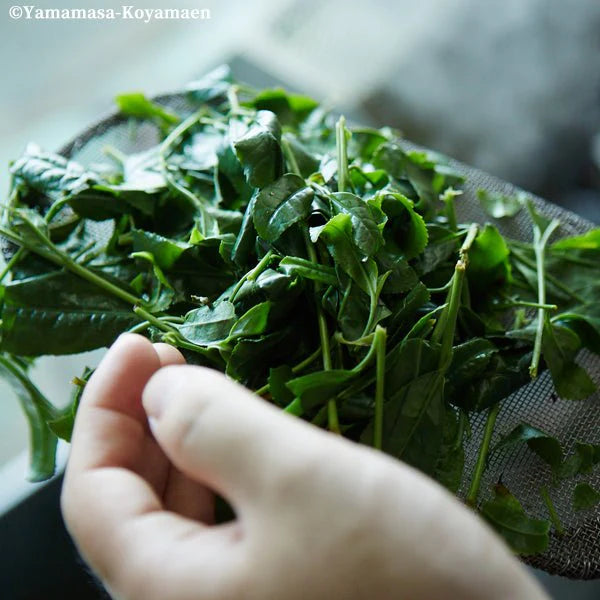 Matcha Yomonokaori Yamamasa Koyamaen