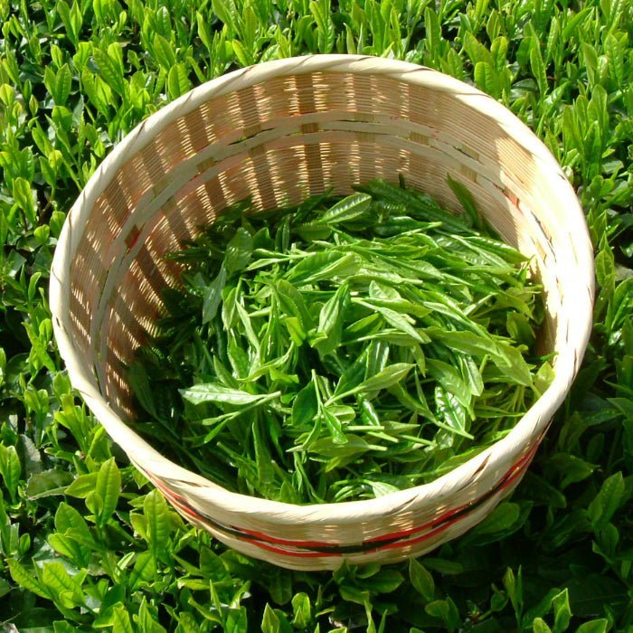 Hoshino Seicha Yame Matcha Yame no Tsuyu Ceremonial Grade 20g Japan